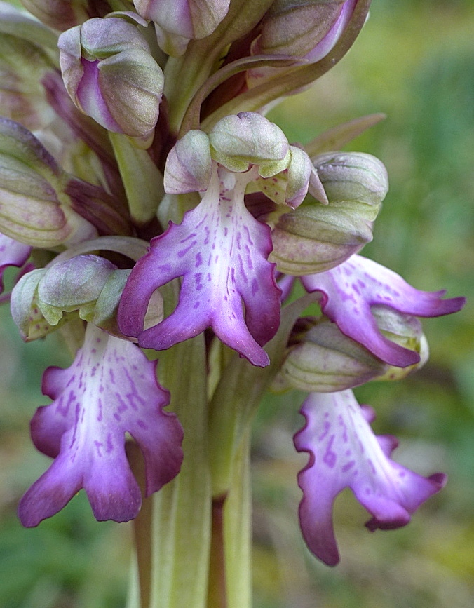 Barlia robertiana a Roma � 10 febbraio 2026.